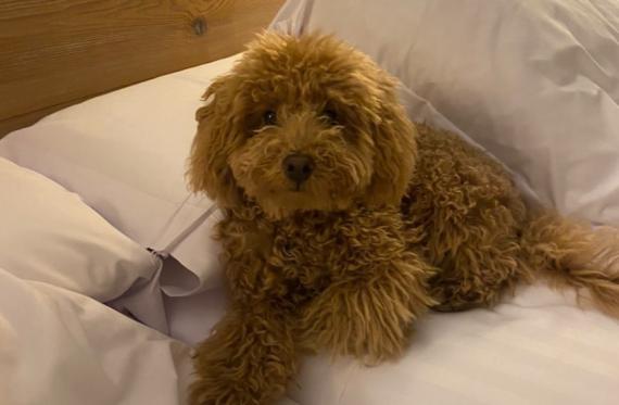 Apartaments pet-friendly